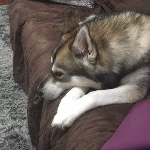 Meet your Posher, Sylvia